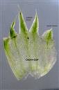  Calyx